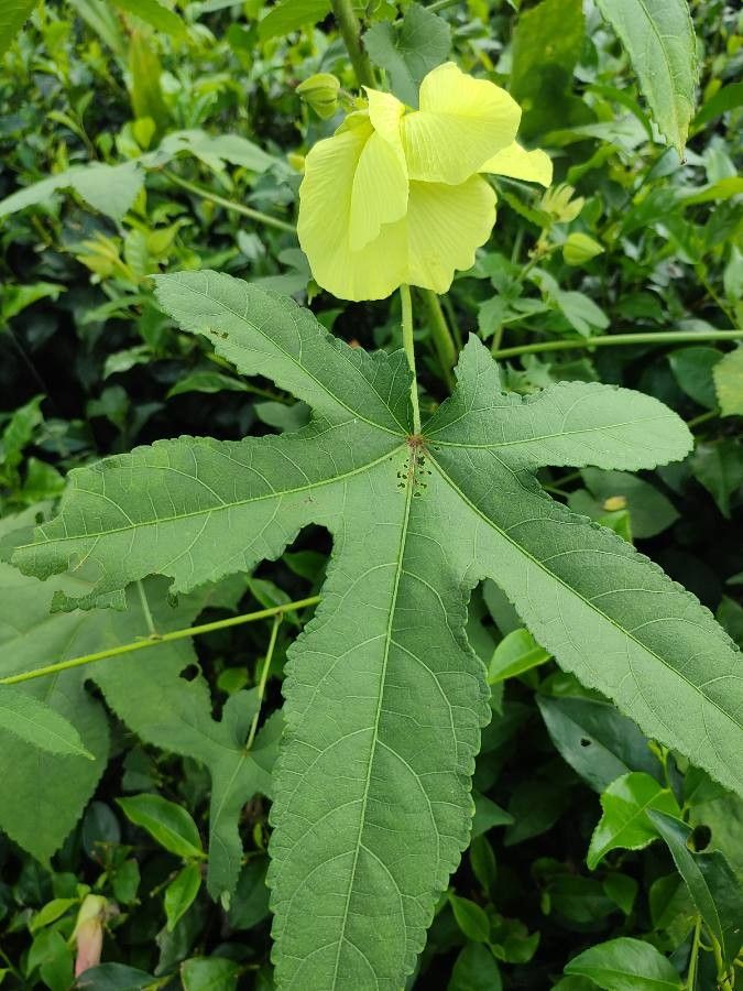 Abelmoschus moschatus