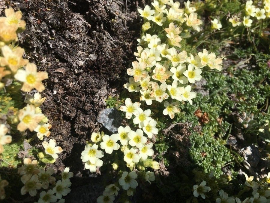 Saxifraga muscoides flower