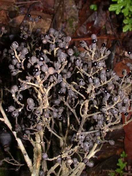 Zanthoxylum panamense habit