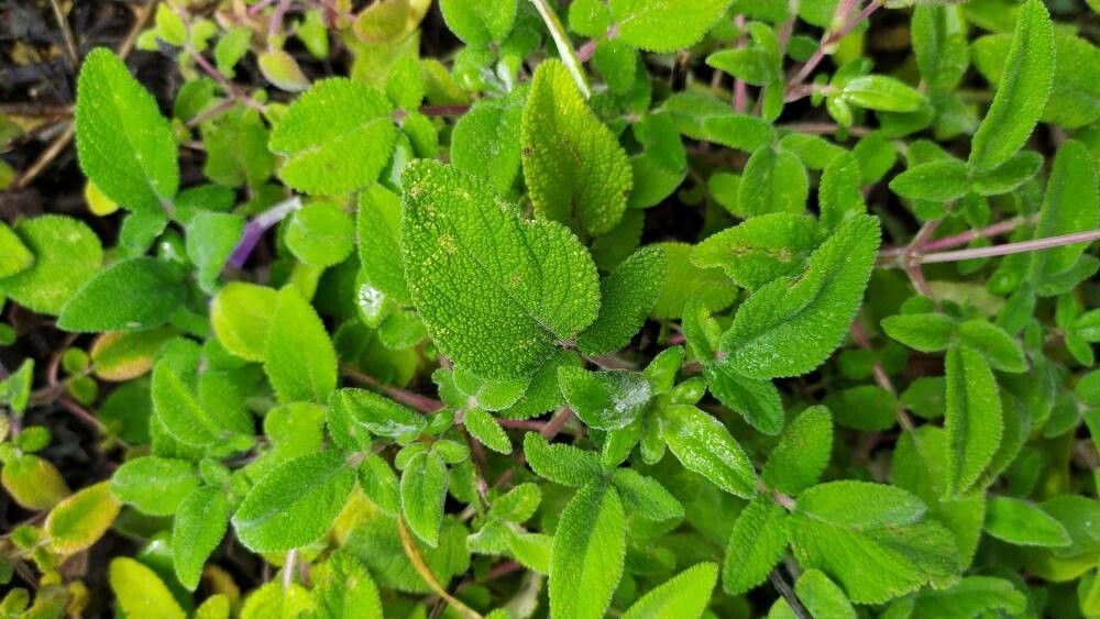 Salvia interrupta leaf