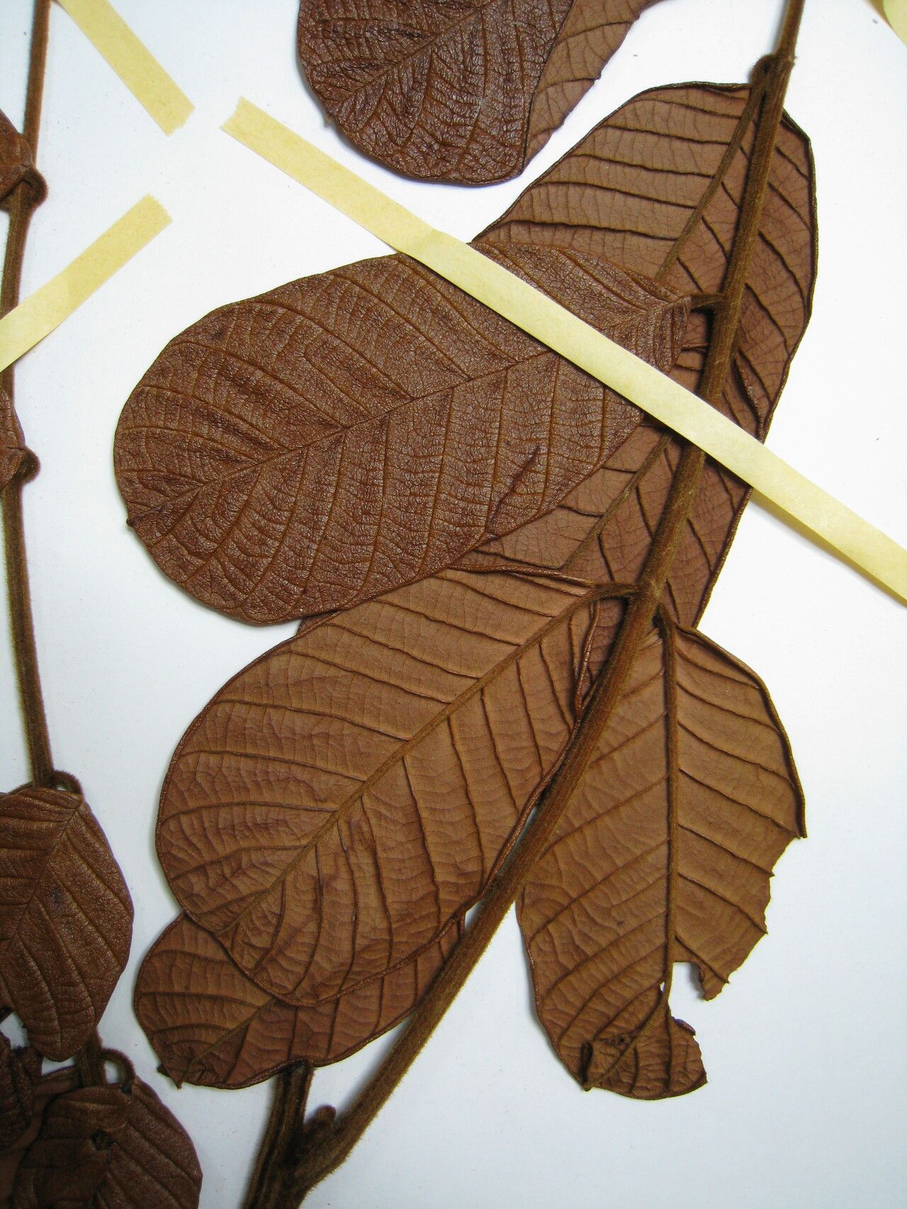 Ormosia coccinea other