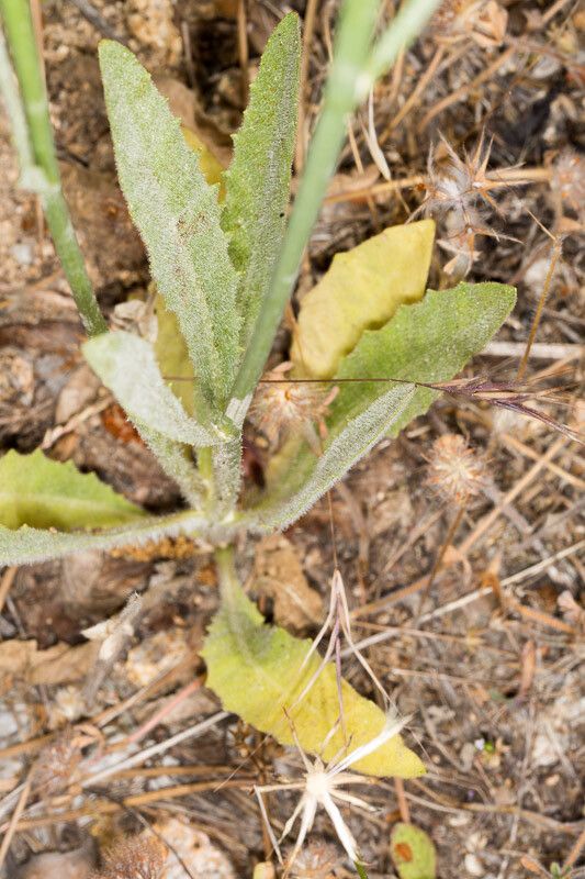 Tolpis virgata — houseplant care guide