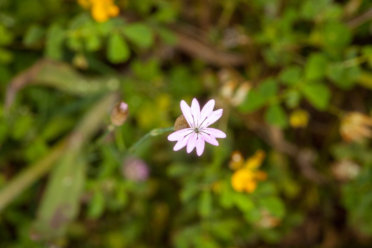 Petrorhagia velutina flower