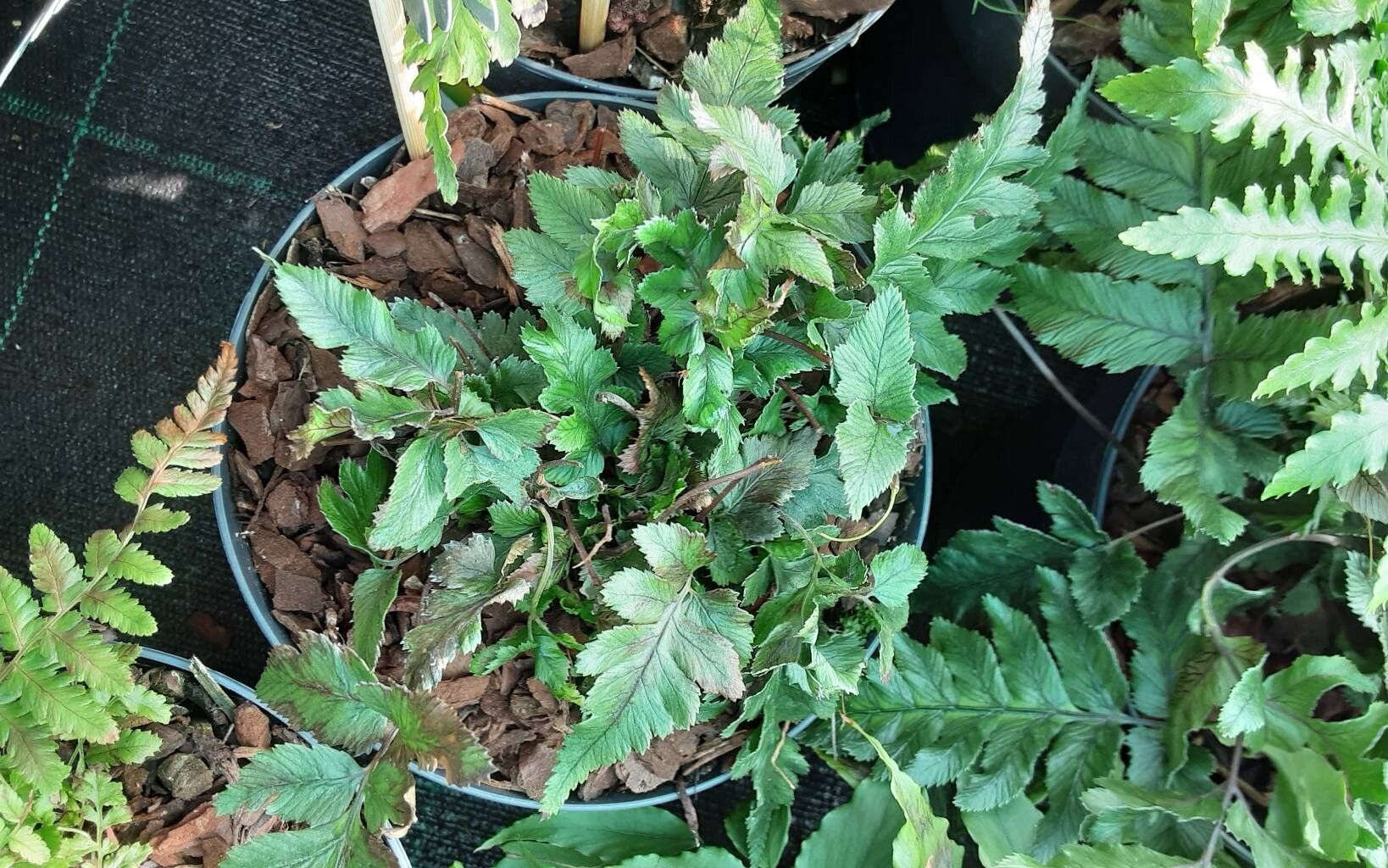 Athyrium sheareri — houseplant care guide