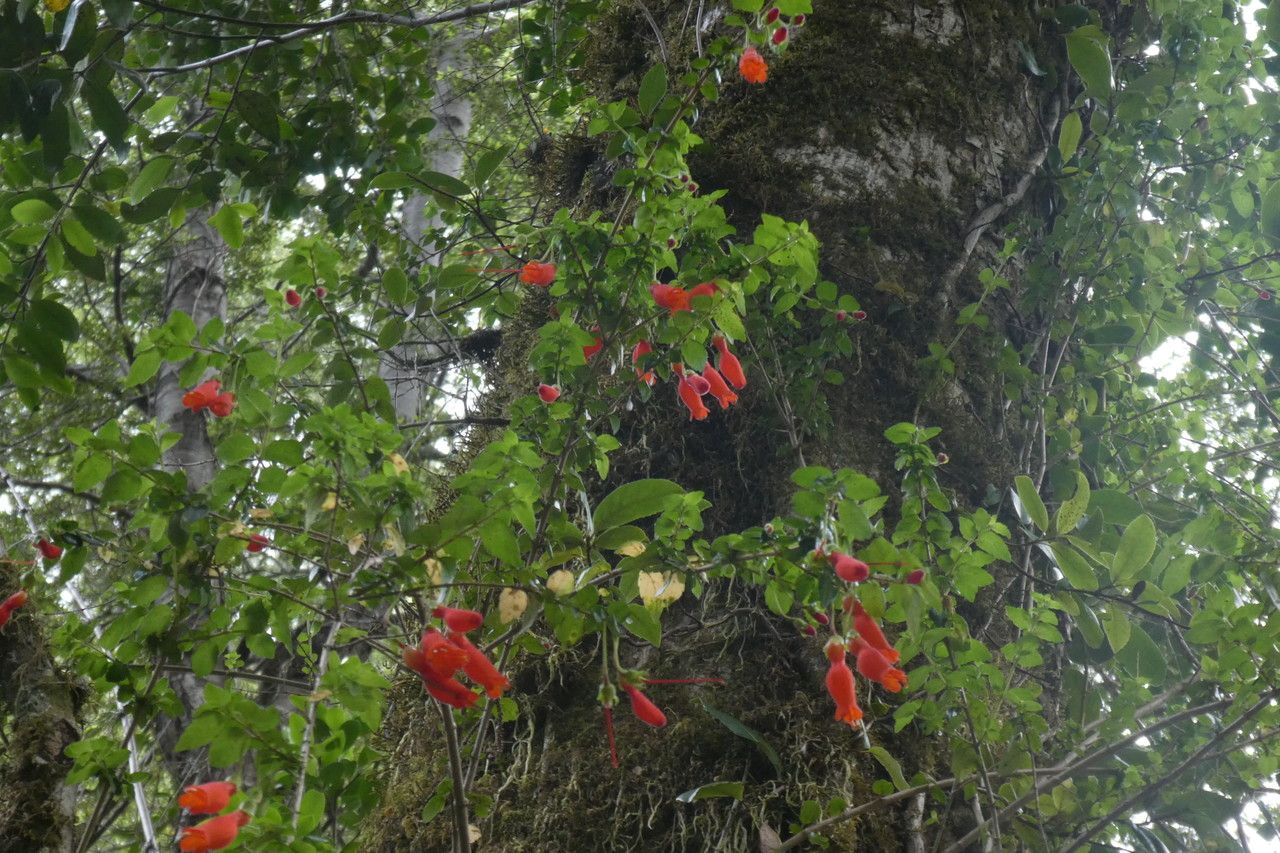 Mitraria coccinea habit