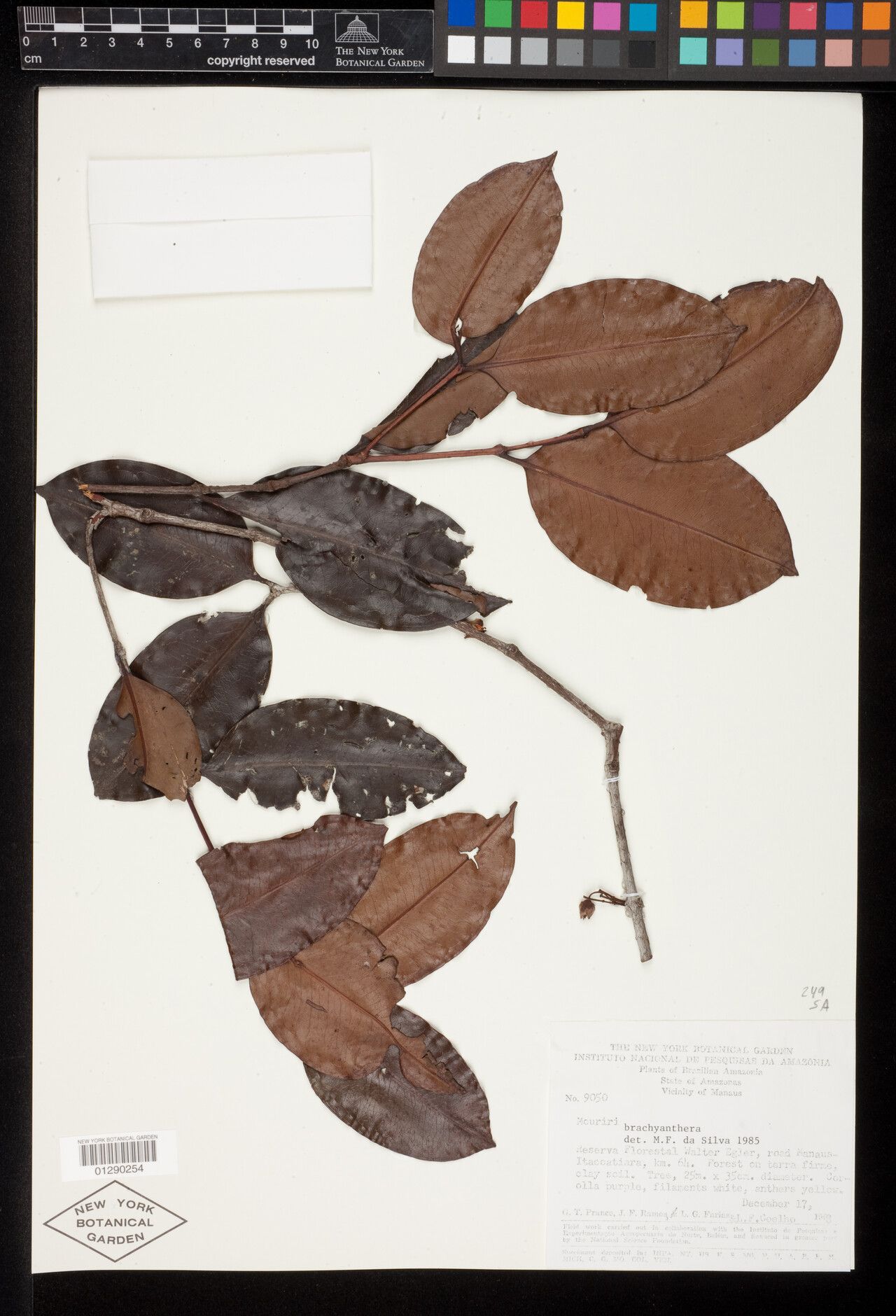 Mouriri brachyanthera leaf