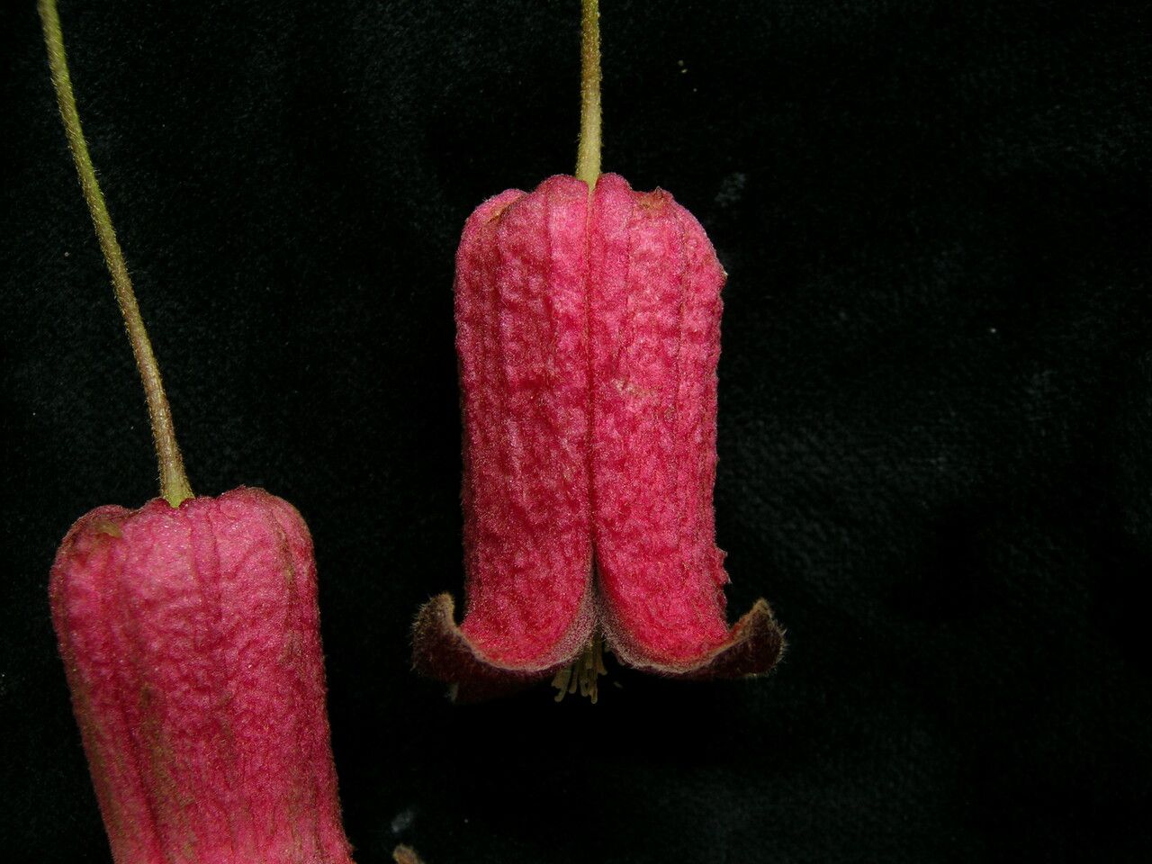 Clematis alternata flower