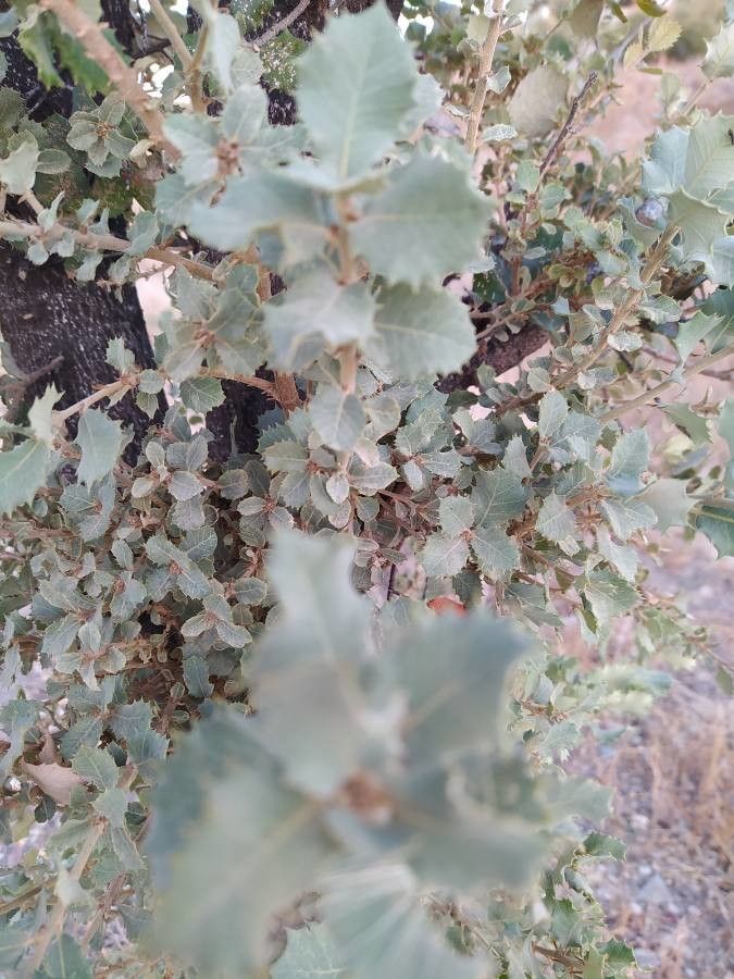 Quercus turbinella — search result for 'Fagaceae'