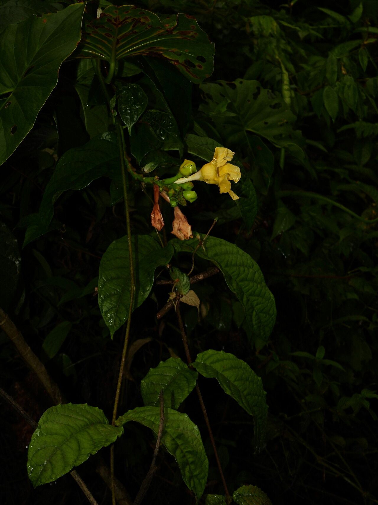 Mandevilla symphytocarpa flower