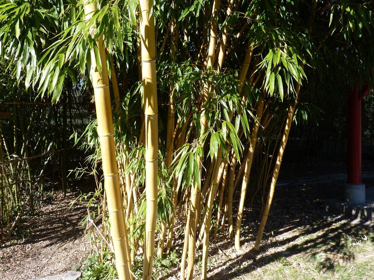 Phyllostachys bambusoides bark