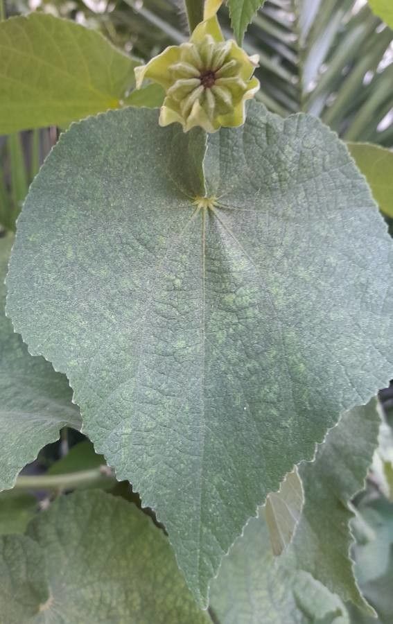 Abutilon pauciflorum — search result for 'Abutilon'