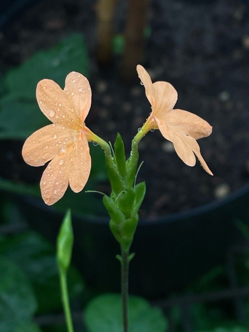 Crossandra puberula flower