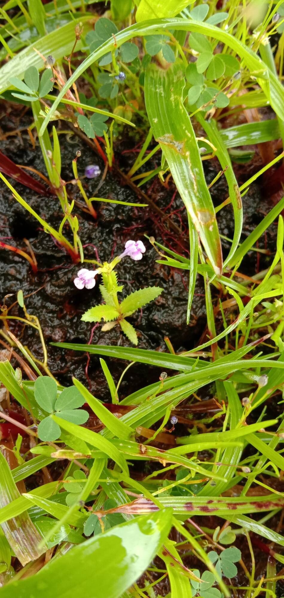 Bonnaya ciliata flower