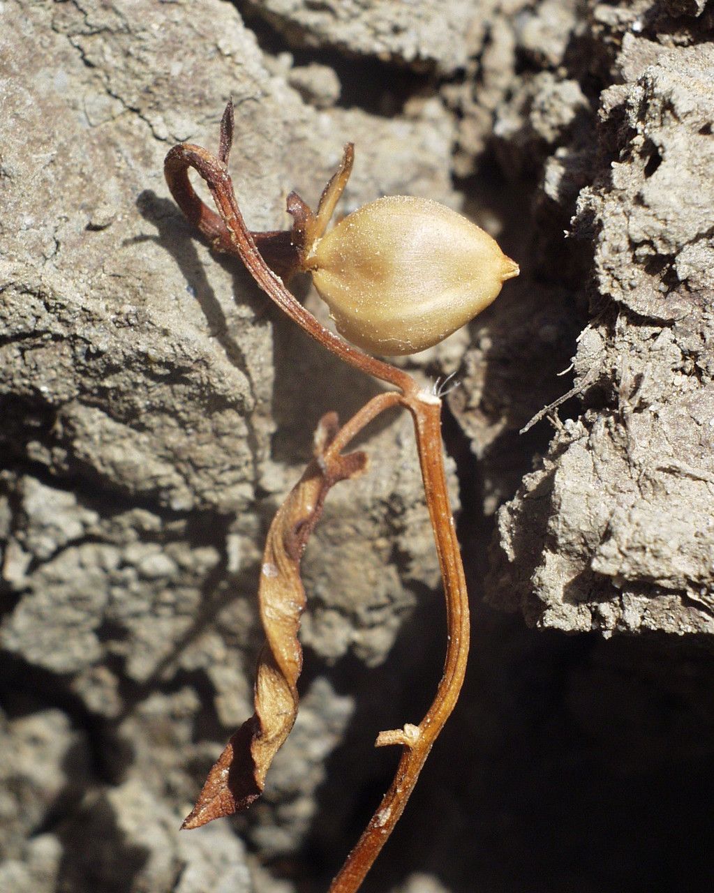 Convolvulus durandoi — search result for 'Convolvulus'