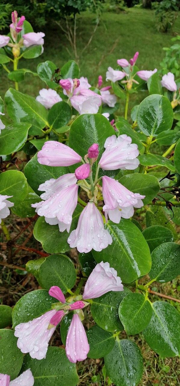 Rhododendron platypodum flower