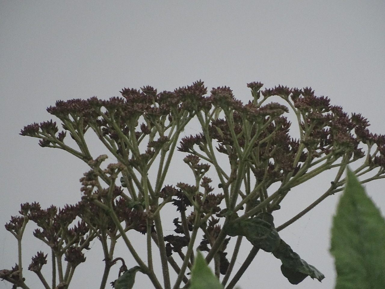 Solanum giganteum flower