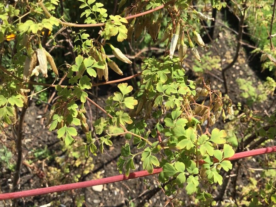 Adlumia fungosa — search result for 'Papaveraceae'