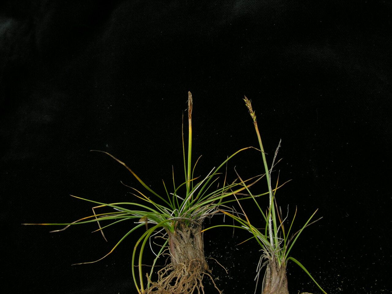 Carex vidua — houseplant care guide
