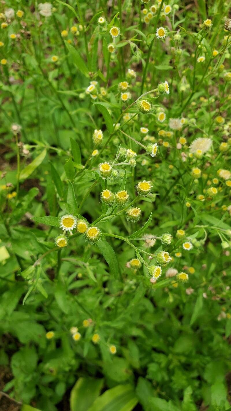 Erigeron laevigatus flower