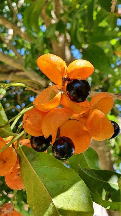 Harpullia pendula fruit