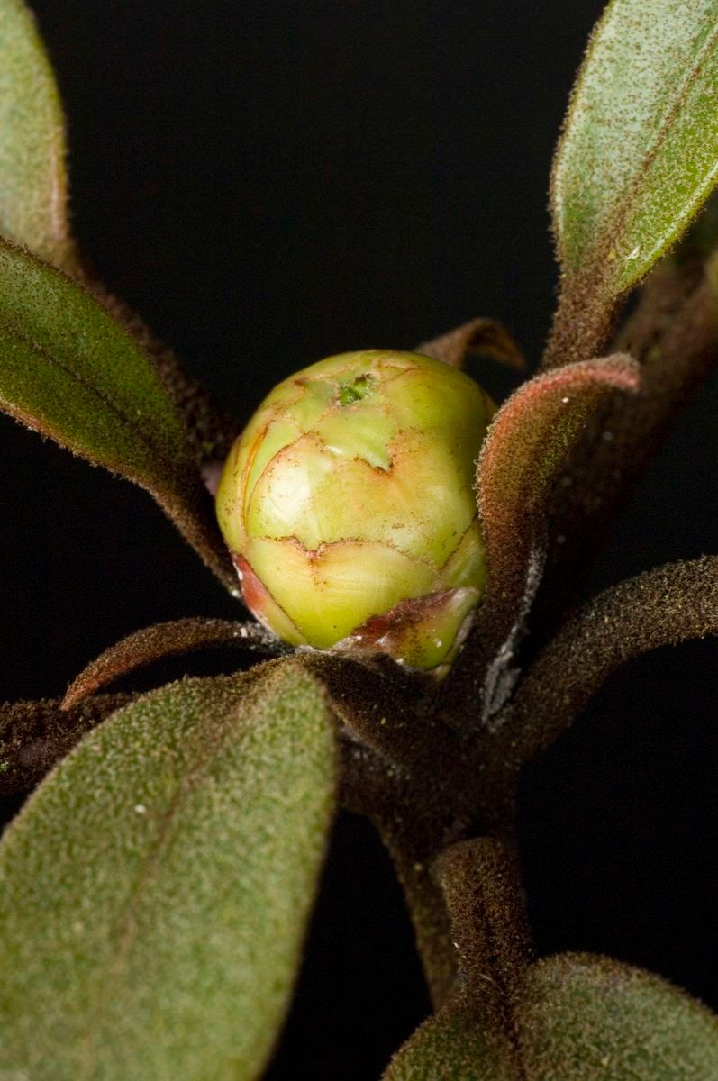 Rhododendron polyanthemum other