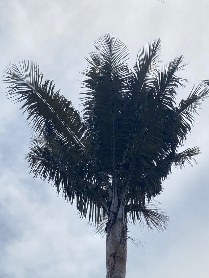 Ceroxylon quindiuense — related species from the same genus