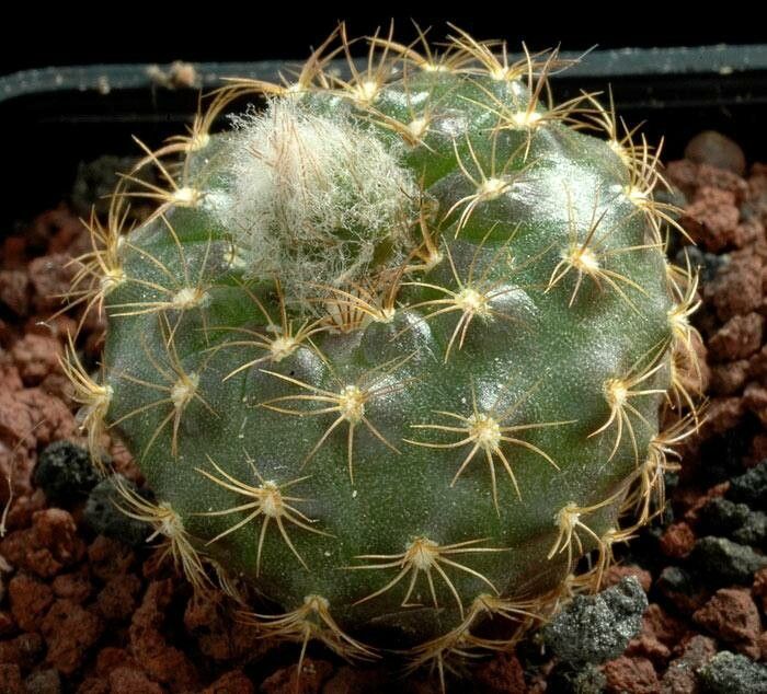 Frailea schilinzkyana leaf