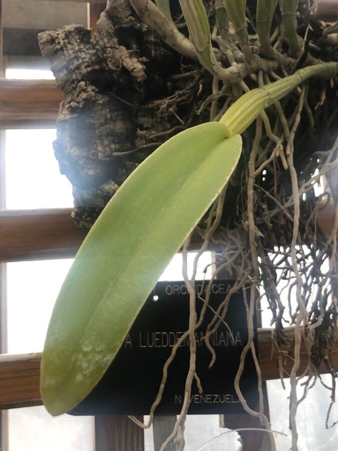 Cattleya lueddemanniana — search result for 'Cattleya'