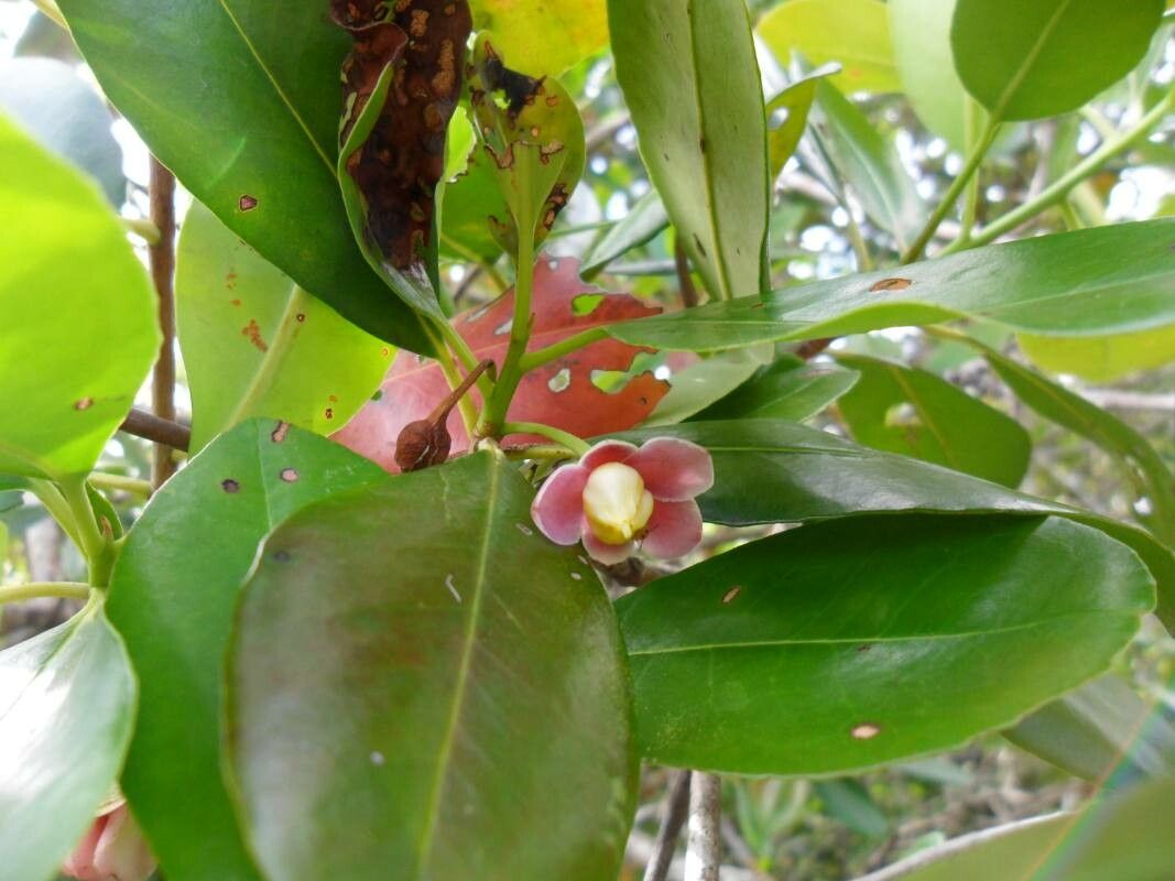 Ternstroemia carnosa — related species from the same genus
