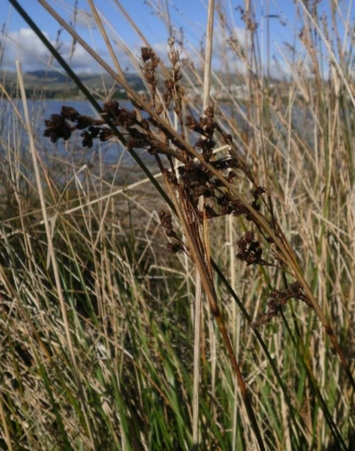 Juncus kraussii — clay tolerant houseplant