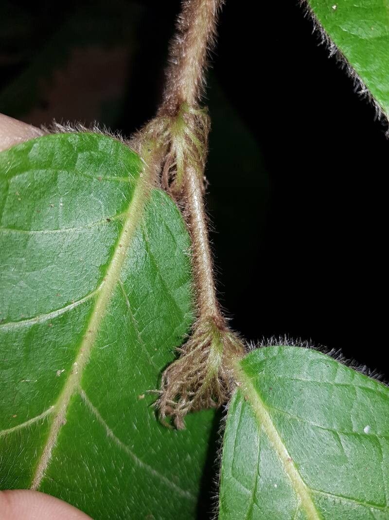 Dichapetalum hammelii other