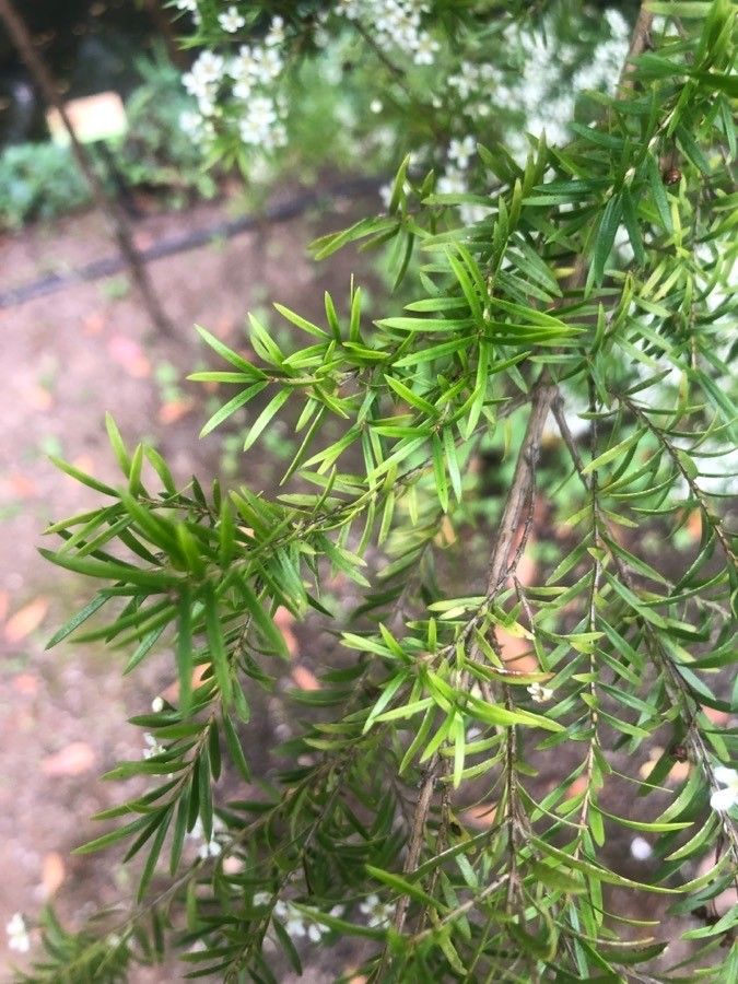 Sannantha virgata — search result for 'Myrtaceae'