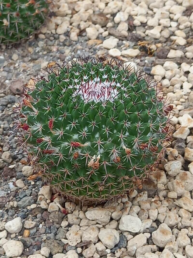 Mammillaria mystax habit