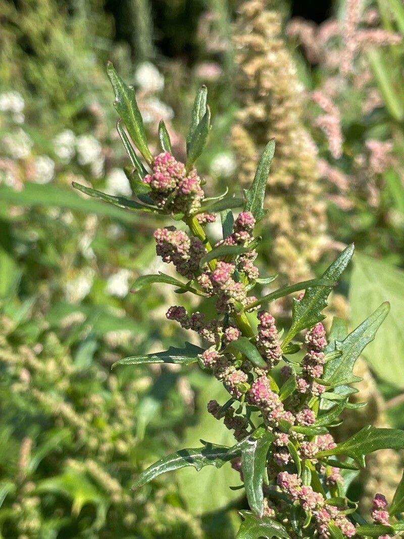 Oxybasis rubra fruit