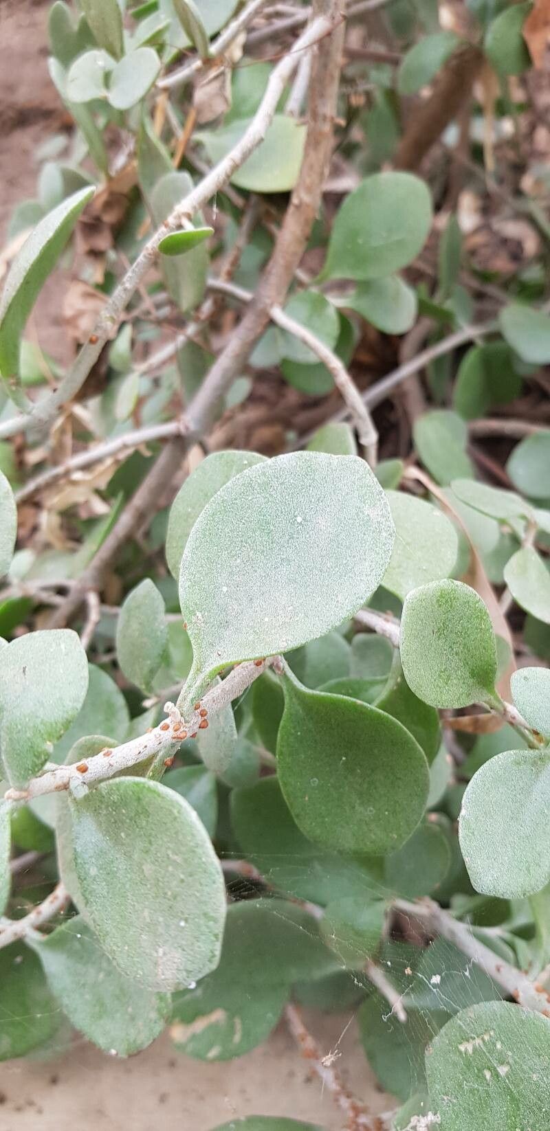 Kalanchoe peltata — houseplant care guide