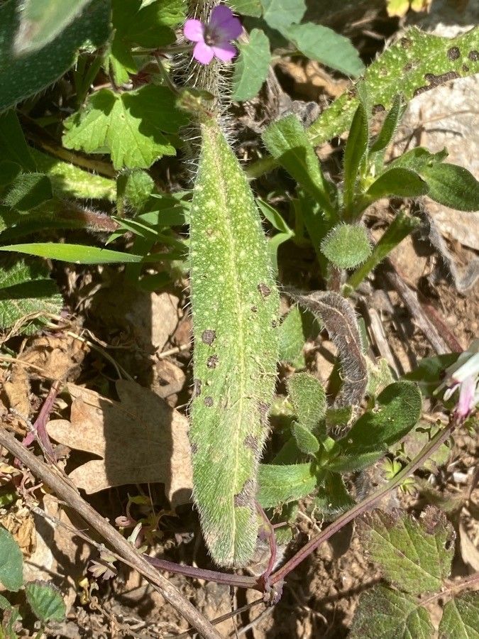 Echium angustifolium leaf