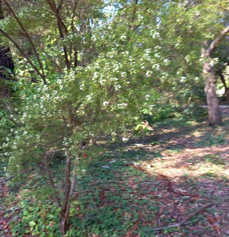 Sannantha virgata habit