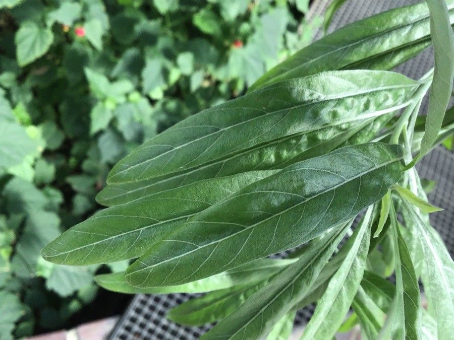 Convolvulus floridus leaf