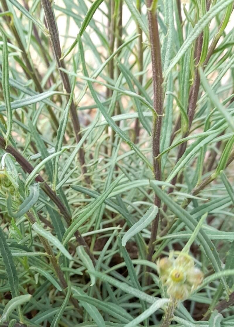 Senecio clivicola — houseplant care guide