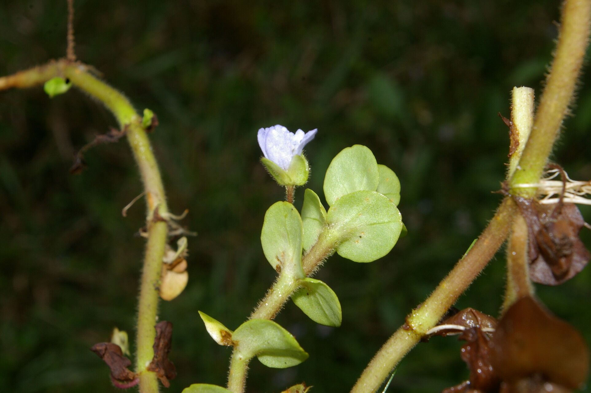 Bacopa salzmannii flower