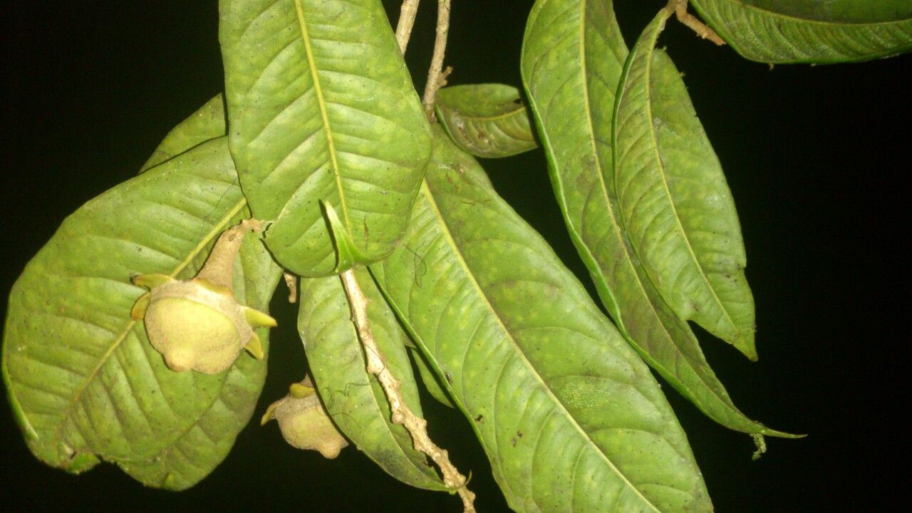 Eschweilera costaricensis — houseplant care guide