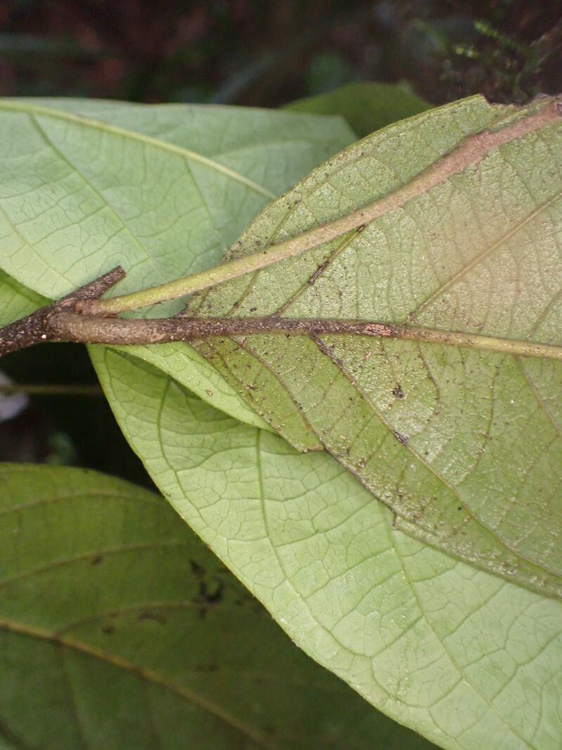 Diospyros pseudomespilus leaf