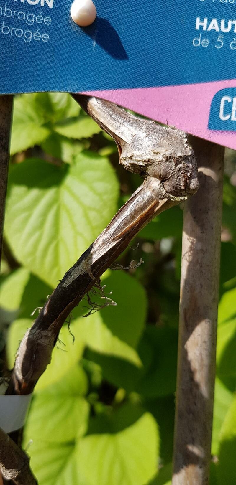 Hydrangea hydrangeoides bark