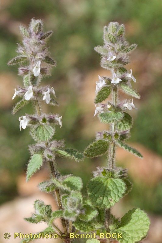 Sideritis villosa habit