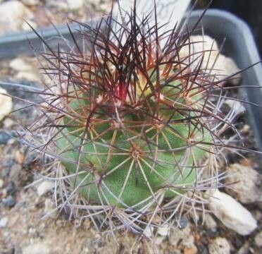 Escobaria aguirreana — related species from the same genus