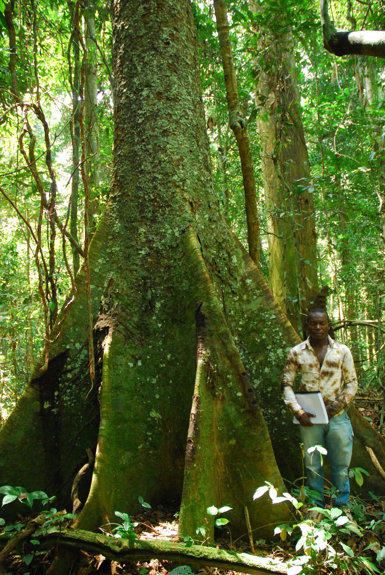 Guibourtia tessmannii bark
