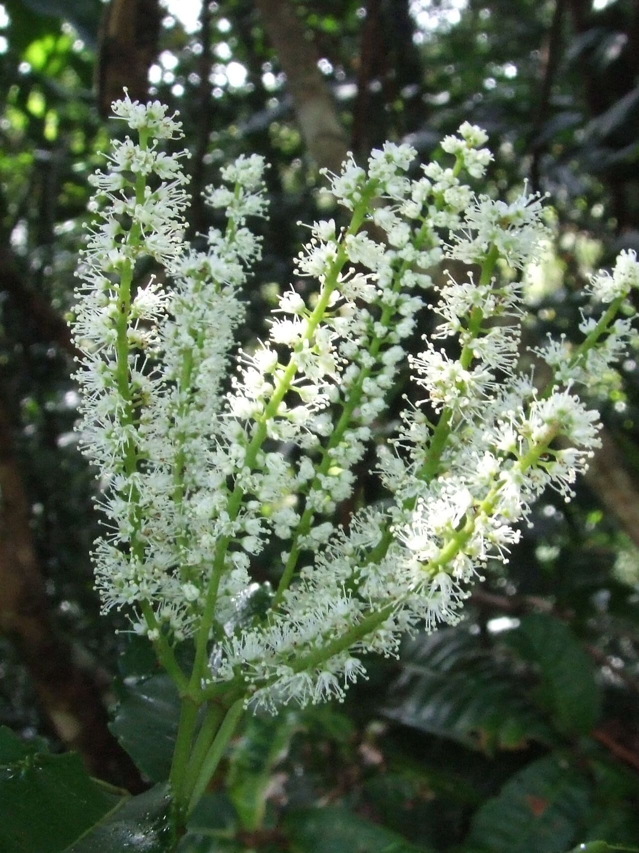 Pterophylla serrata flower