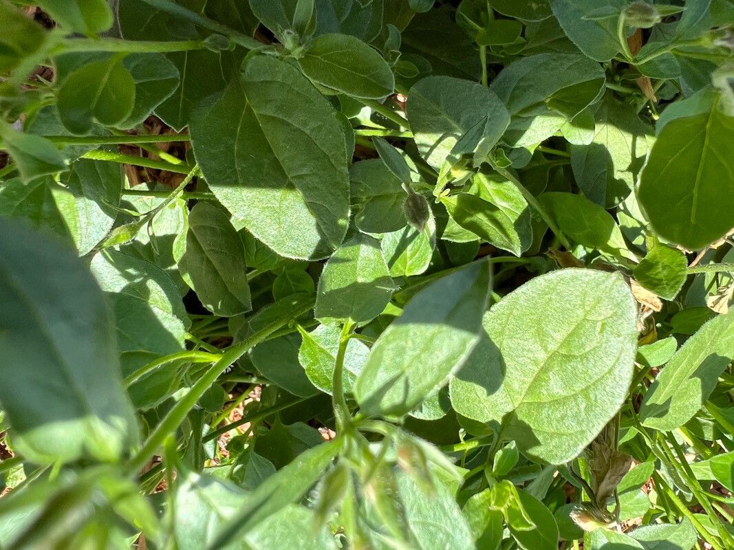 Convolvulus sabatius — search result for 'Convolvulaceae'