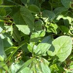 Convolvulus sabatius