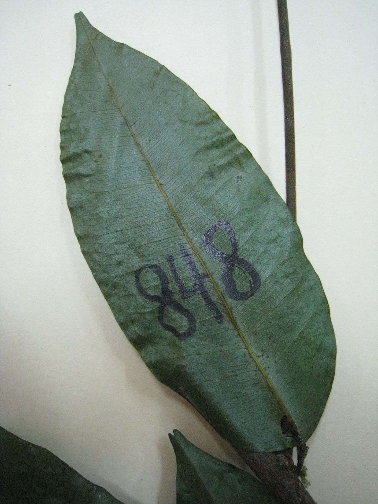 Swartzia arborescens other